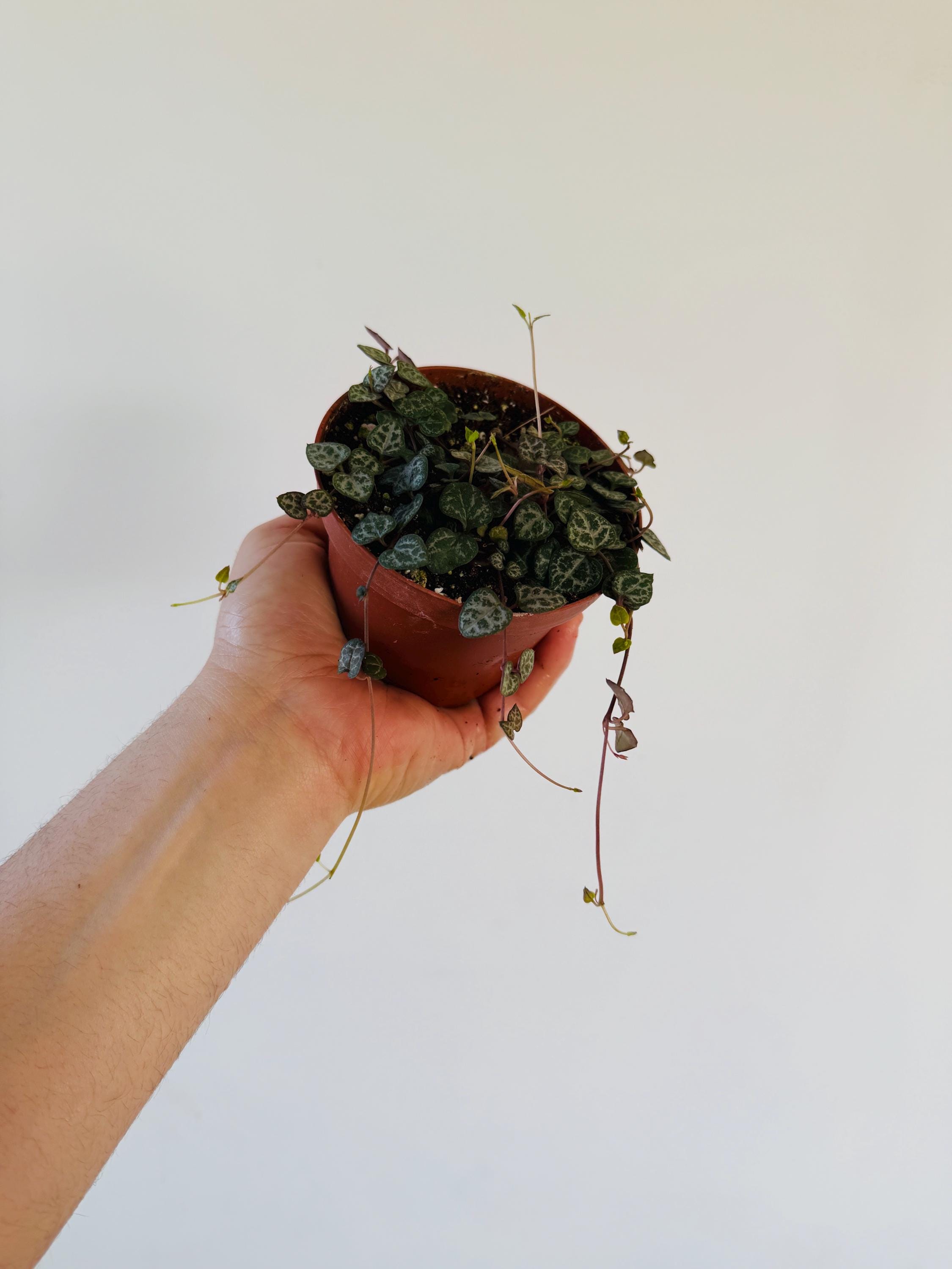 Black String of Hearts Plant: Ceropegia Woodii 'dark Form' - 4