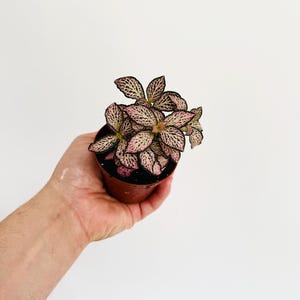 May include: A small potted plant with pink and green leaves. The plant is held in a brown pot, and the leaves have a speckled pattern. The background is plain white.
