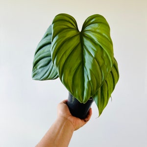 Philodendron Columbia - Full - Rare Aroid - Live Plant in 4” Pot