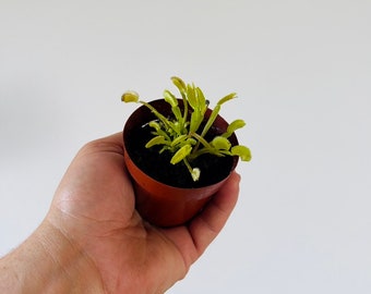Venus Flytrap - Dente Cultivar - Carnivorous Plant - Fun Plants to Grow - Best Plants for Kids - Live Houseplant