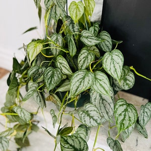 Philodendron Lynnhannoniae - Etsy