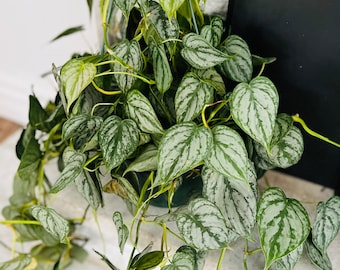 May include: A silver pothos plant with trailing vines and heart-shaped leaves. The plant is in a dark green pot and is hanging from a white wall.