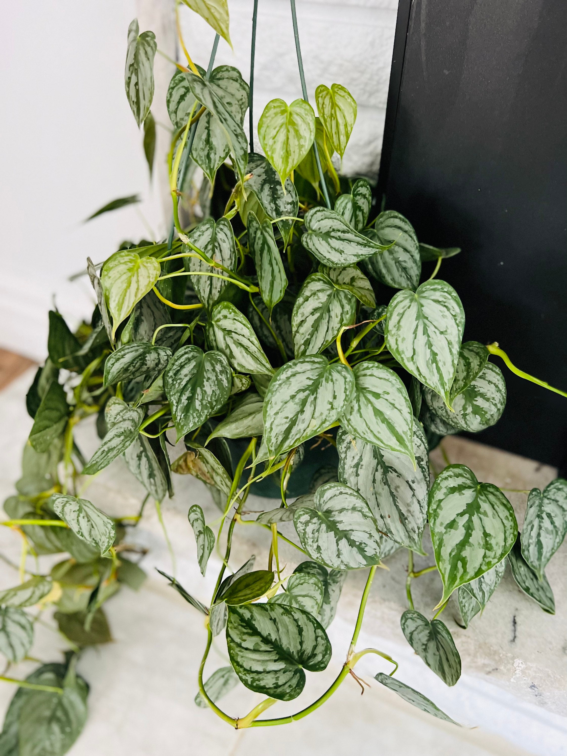 Philodendron Brandtianum - Silver Vining Philodendron - Brandi Philodendron - Available in Multiple Sizes