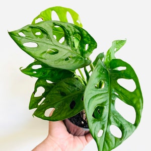 Monstera Adansonii - Wide Form - Swiss Cheese Plant - Etsy