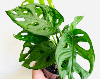 Monstera Adansonii - Wide Form - Swiss Cheese Plant