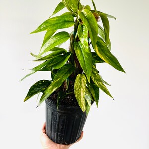 EPIPREMNUM PINNATUM VARIEGATED BIG SIZE – Root Greenhaus