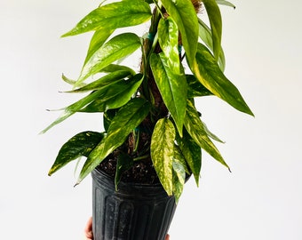 Epipremnum Yellow Flame – Zero's Plants