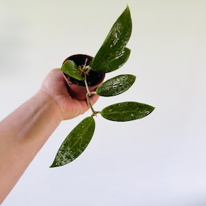Hoya sp. Pallida - Rare Hoya - Live Plant in 4” Pot