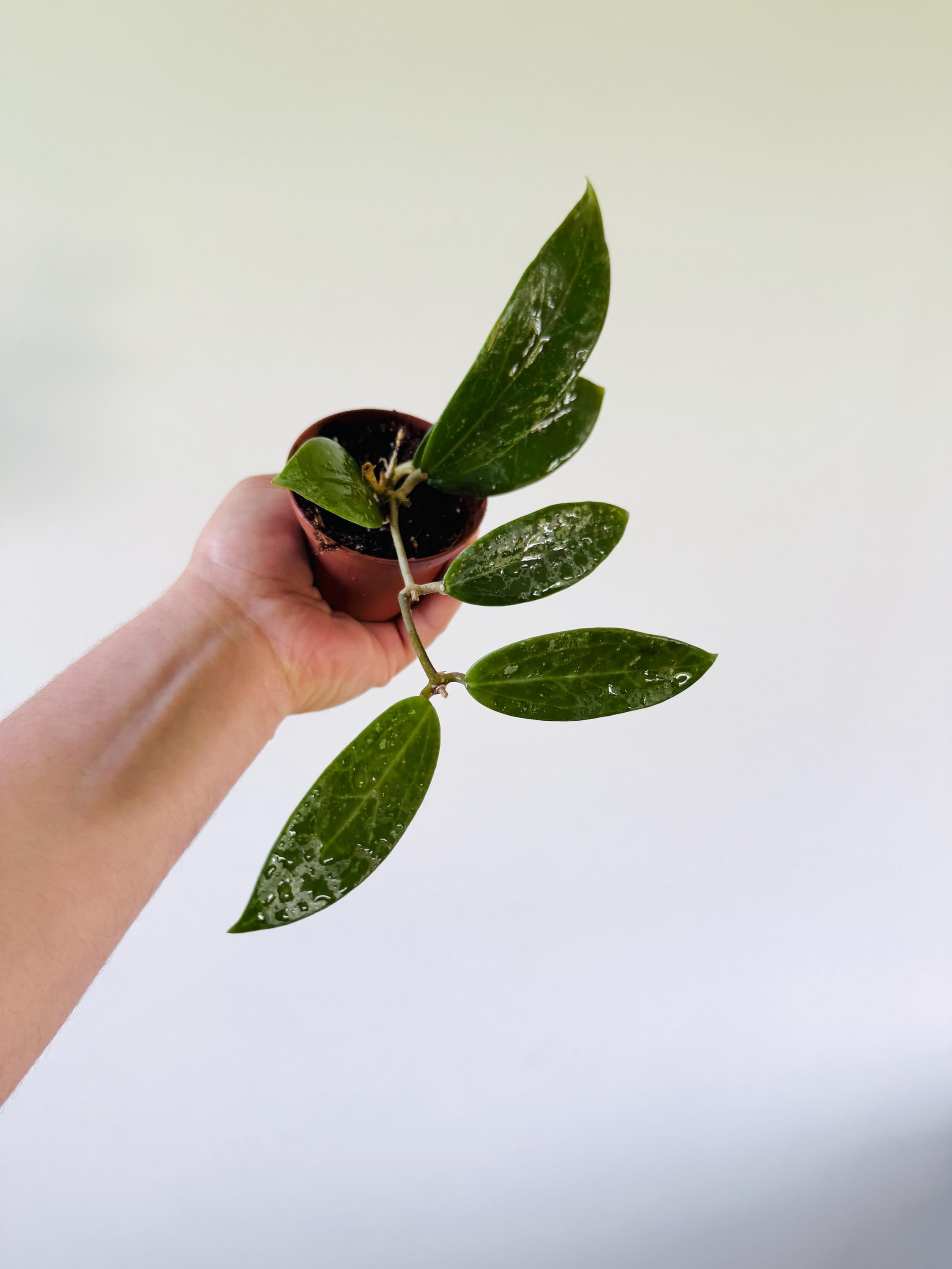 Hoya sp. Pallida - Rare Hoya - Live Plant in 4” Pot