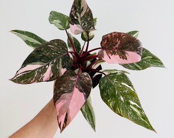 その他観葉植物 scindapsus garawa Scindapsus Garawa | P-Leaves' POP