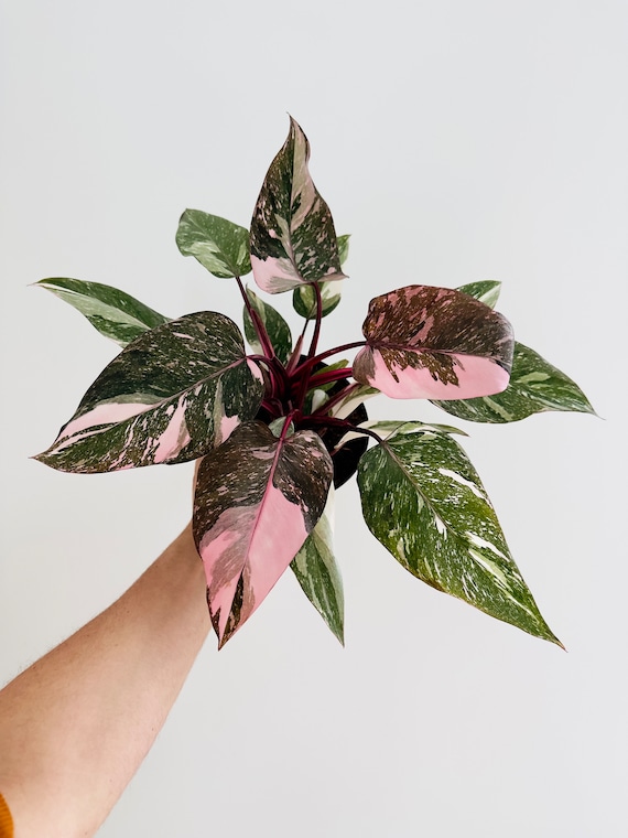Philodendron Pink Princess Galaxy King - Rare Plant - Live Plant in Multiple Sizes