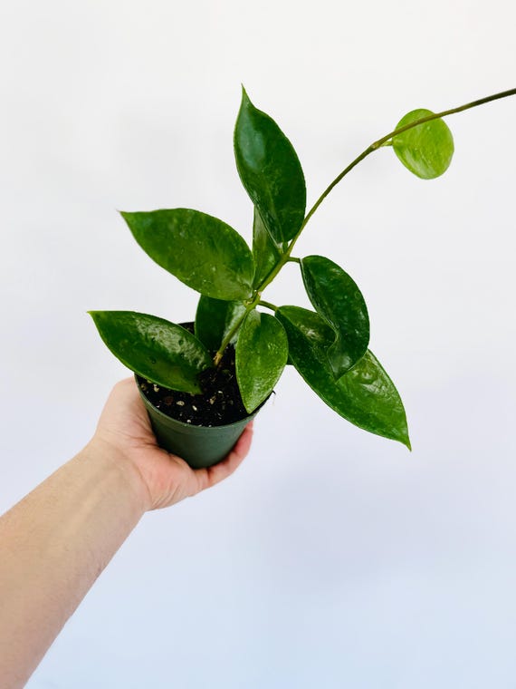 Hoya Gigantangensis IML 1830 - Rare Hoya - Live Plant in 4