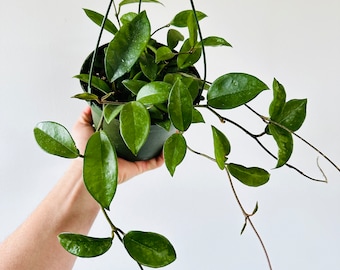 Hoya Jade - Hoya Carnosa - 6” Hanging Basket