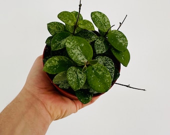 Hoya Mathilde Splashy - Super Splashy Hoya - Full Heads - Live Houseplant in 4&quot; Pot