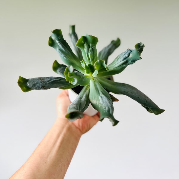 Head of Medusa - Halloween Plants -  Rare Echevaria Hybrid Succulent - Easy Live Plants - Beginner Plant - Live Houseplant in 4” Pot