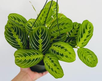 calathea fusion Medium Calathea White Fusion main image 0