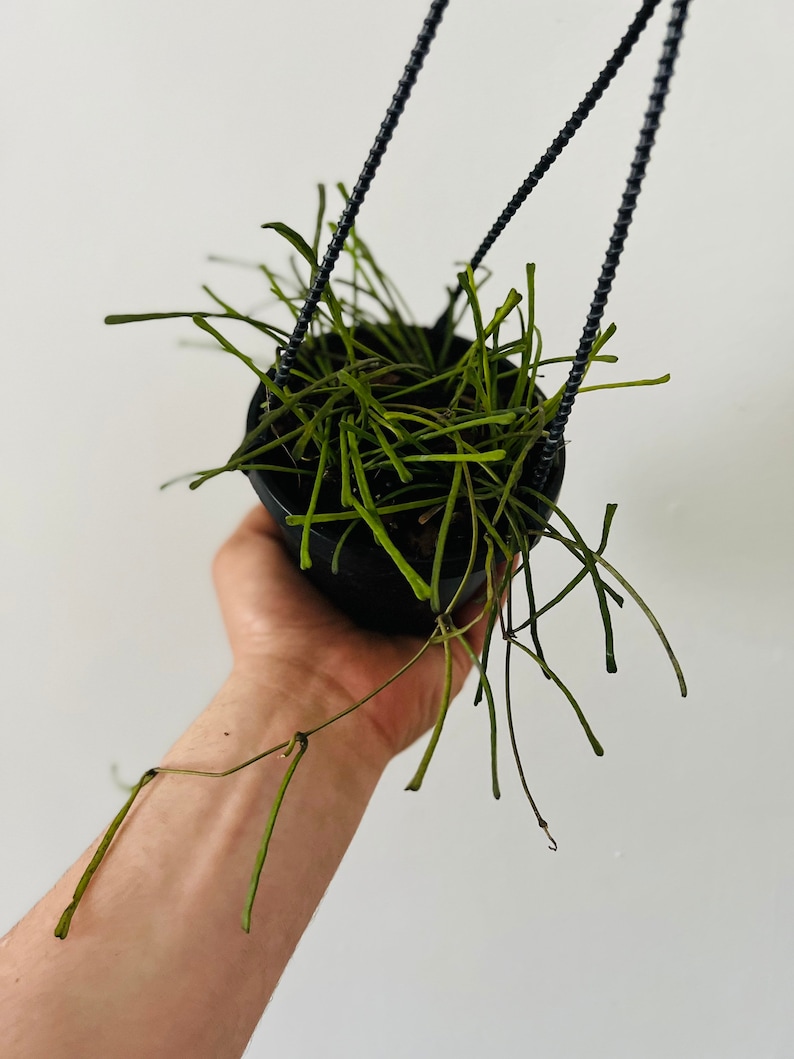 BrumleyandBloom Hoya Retusa - Thumbnail 3