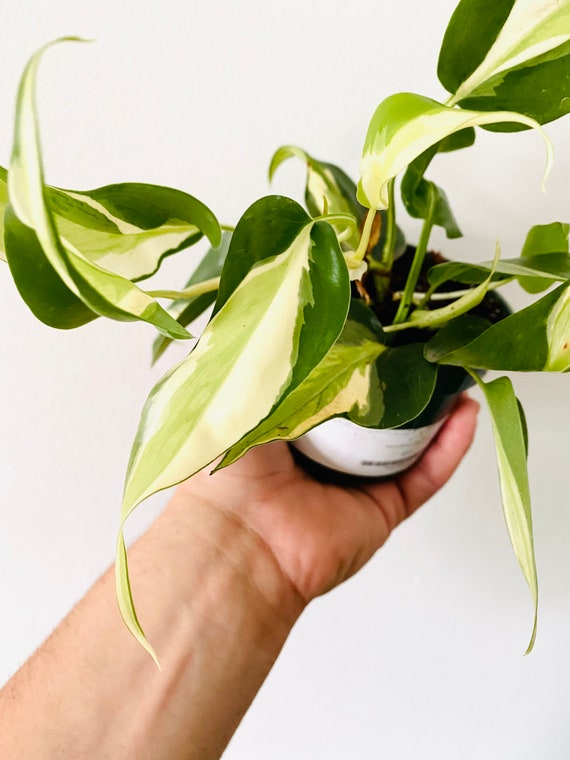 Philodendron Cream Splash: Rare Variegated Aroid - 4" Pot - Etsy Finland