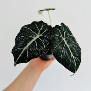 Alocasia Ninja - Black Plants - Tropical Houseplant - Live Plant in 4” Pot