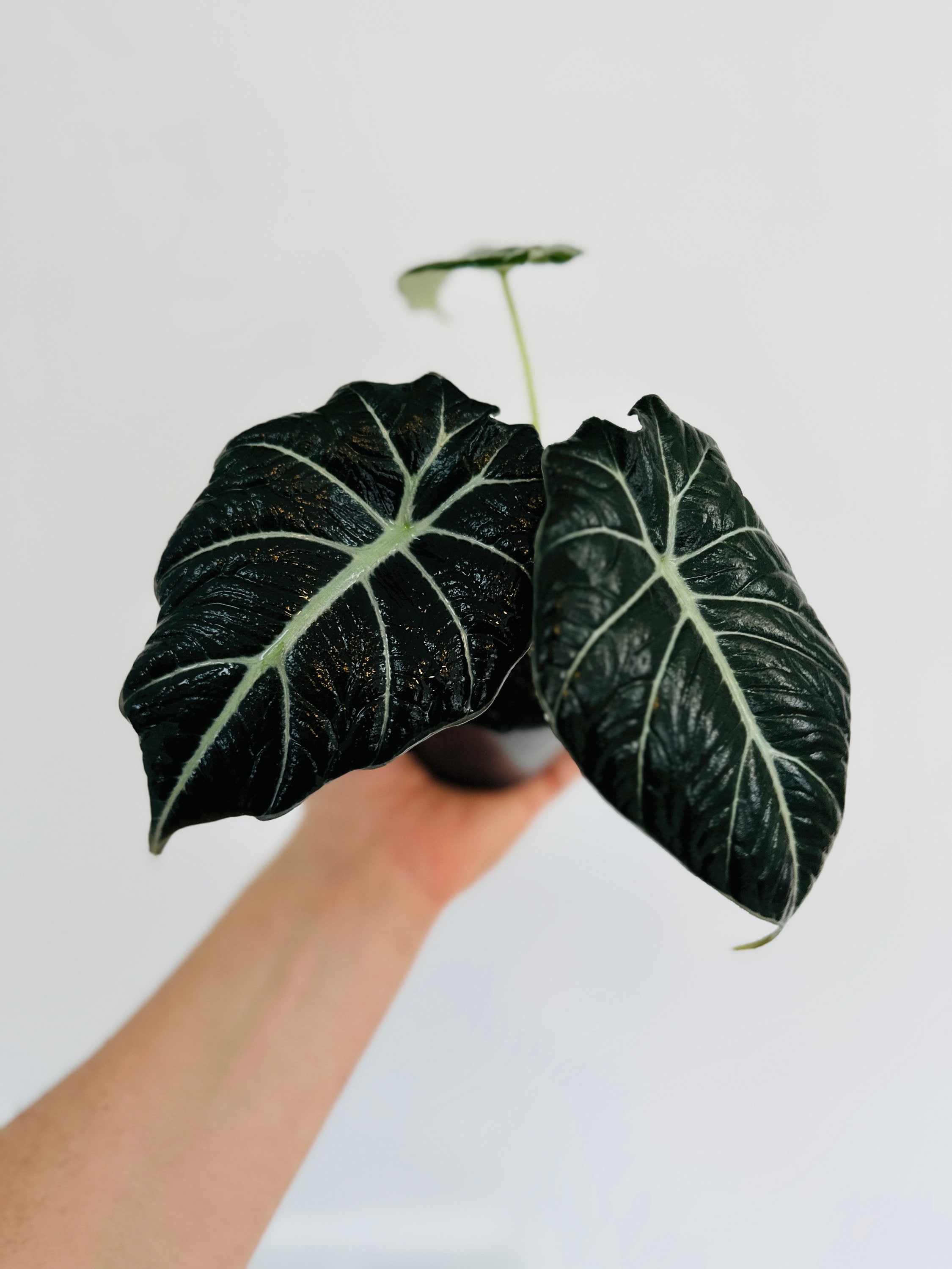 Alocasia Ninja - Black Plants - Tropical Houseplant - Live Plant