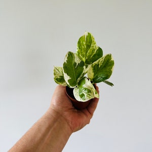 May include: A small potted plant with green and white variegated leaves. The plant is held in a brown plastic pot. The leaves have a mix of green and creamy white patterns. The background is a plain white wall.