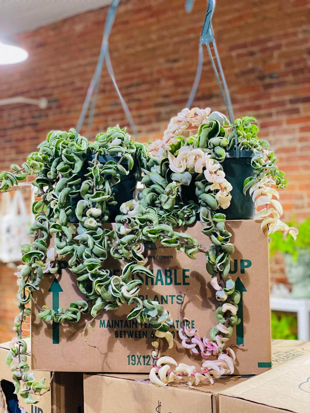 Variegated Hoya Compacta Very Full & Trailing Variegated Hindu Rope