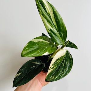 Monstera Standleyana Albo - Monstera Albo - Rare - Tropical Houseplant - Live Plant in 3” or 4” Pot