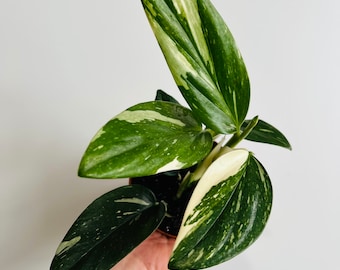 Monstera Standleyana Albo - Monstera Albo - Rare - Tropical Houseplant - Live Plant in 3” or 4” Pot