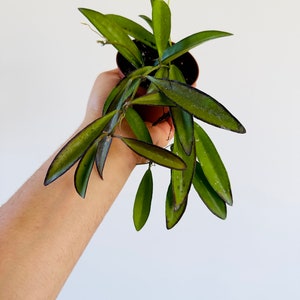 Hoya aff. Kentiana - IML 0834 - Butterscotch Hoya - Live Plant in 3” Pots