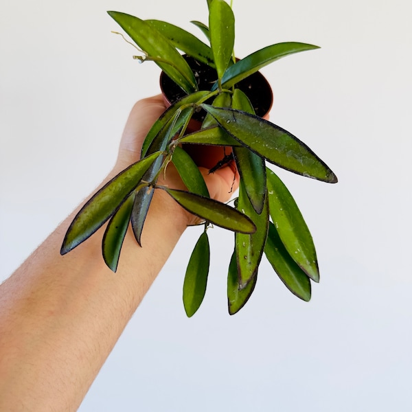 Hoya aff. Kentiana - IML 0834 - Butterscotch Hoya - Live Plant in 3” Pots