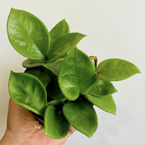 Hoya Chelsea - Heart Shaped Hoya - Live Plant in 4" Pot