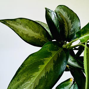 Aglaonema Black Lance - Chinese Evergreen - Tropical Houseplant - Easy  Plants - Live Plant in 6 Pot - Etsy