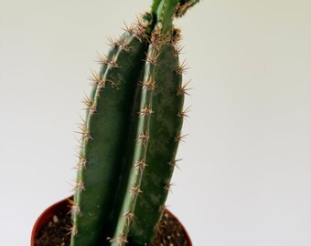 Apple Cactus - Cereus Peruvianus - Large Cactus - Up to 1.5 Feet Tall - Boho Decor - Easy Houseplants - 6” Pot