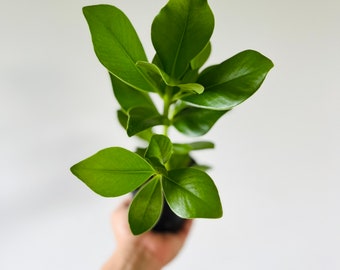 Clusia Princess - Autograph Tree - Air Purifier - Live Houseplant in 3” or 4” Pot