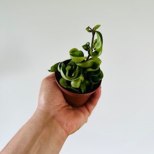 Hoya Compacta - Hoya Hindu Rope - Hoya Krinkle Rope - 3” Tropical Wax Plant