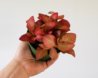Fittonia Strawberry Blossom - Nerve Plant - Easy Plants - Beginner Plant - Live Houseplant in 4” Pot
