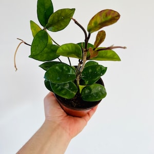 Hoya Krinkle 8 - Easy Plant - Live Houseplant in 4” Pots