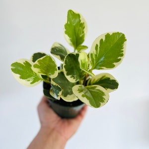 May include: A small potted plant with vibrant green and creamy white variegated leaves. The plant is held in a dark green pot against a plain white background. The leaves have a rounded shape and a glossy texture.