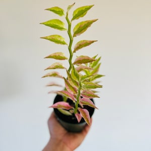 May include: A potted plant with a slender, upright stem and alternating leaves. The leaves are a mix of green, yellow, and pink, creating a variegated pattern. The plant is in a dark green pot, held against a plain white background.