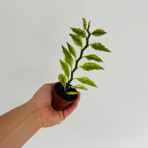 May include: A small potted plant with green and yellow variegated leaves. The plant is held in a brown plastic pot. The leaves have a unique pattern and the plant is set against a white background.