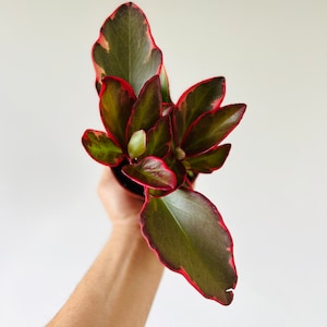 May include: A potted plant with large, oval-shaped leaves. The leaves are a deep green with vibrant red edges and a touch of pink. The plant is held against a plain white background, showcasing its colorful foliage.