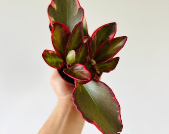 Peperomia Red Panda - Clusiifolia Rubber Plant - Easy Plants - Beginner Plant - Live Houseplant in 4” Pot