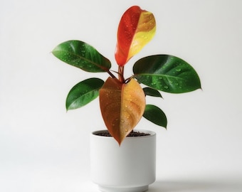 red maranta prayer plant Maranta Leuconeura