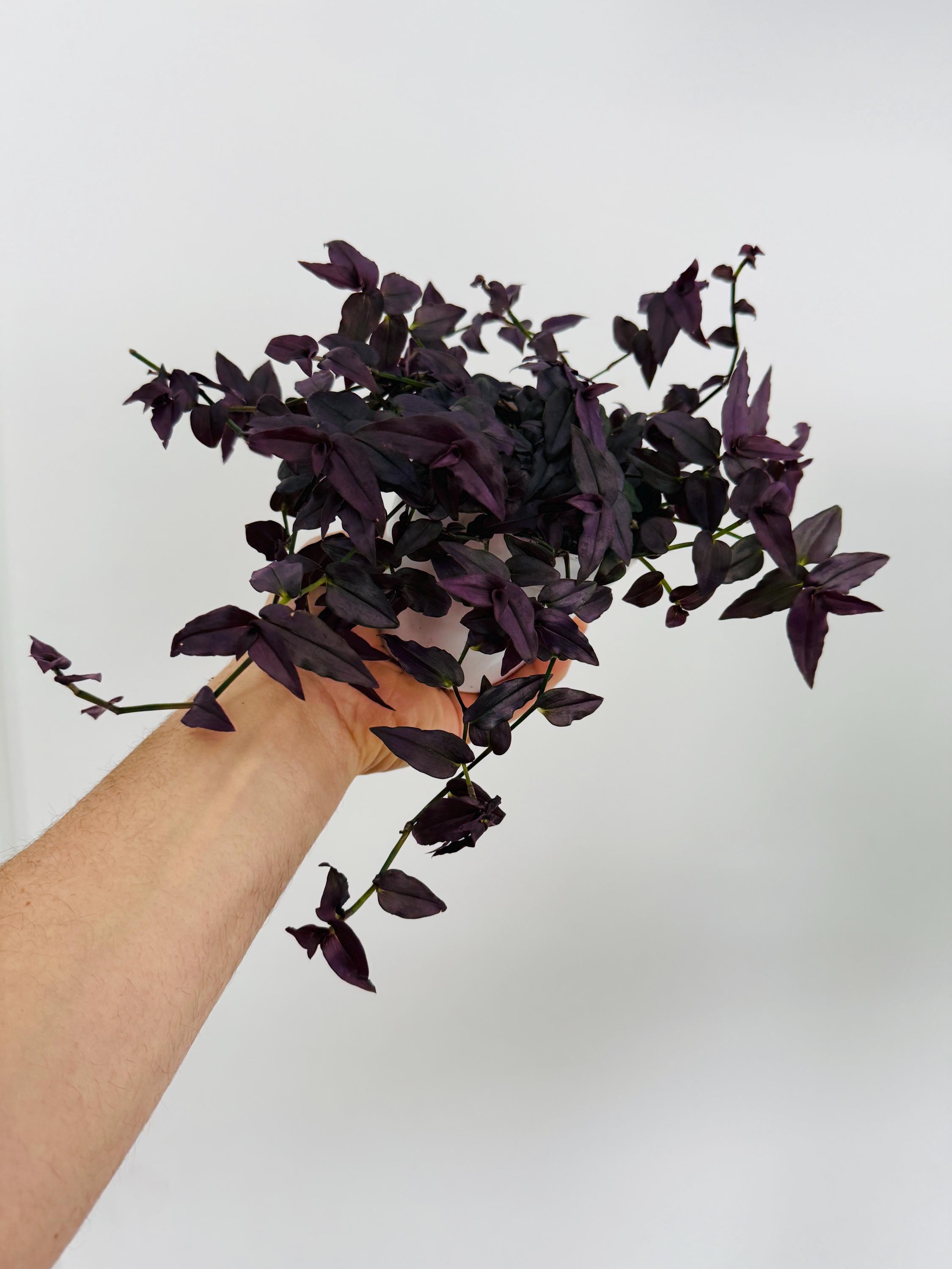 Black Bridal Veil Wandering Dude - Tradescantia Multiflora - Rare
