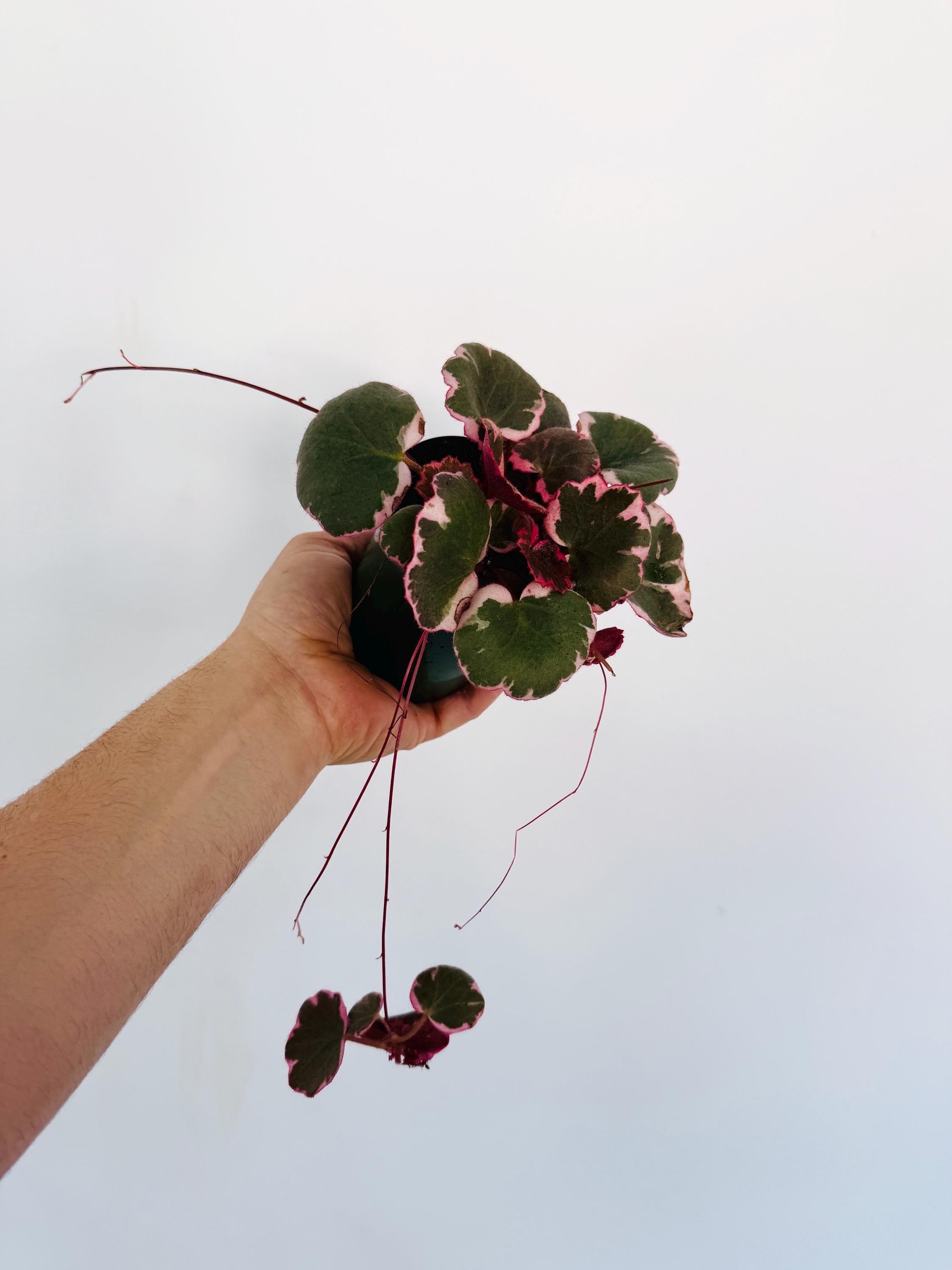 Variegated Strawberry Begonia - Saxifraga Stolonifera - Rare