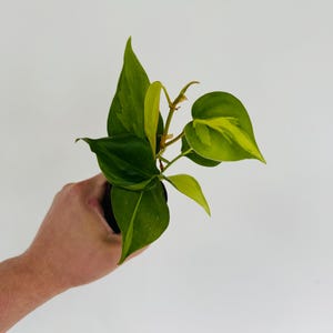 May include: A small houseplant with vibrant green and yellow leaves. The plant has heart-shaped leaves and is in a small black pot. The leaves have a variegated pattern, with streaks of yellow and green. The plant is held against a white background.