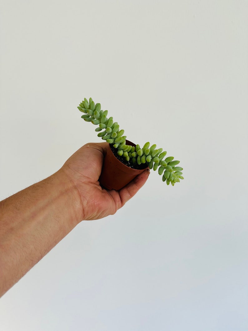 BrumleyandBloom Donkey Tail Sedum Morganianum - Thumbnail 3