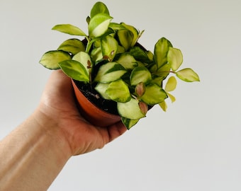 Hoya Heuschkeliana Variegata H21 - Caramel Hoya - Tropical Wax Plant - Live Plant in 3” or 4” Pot