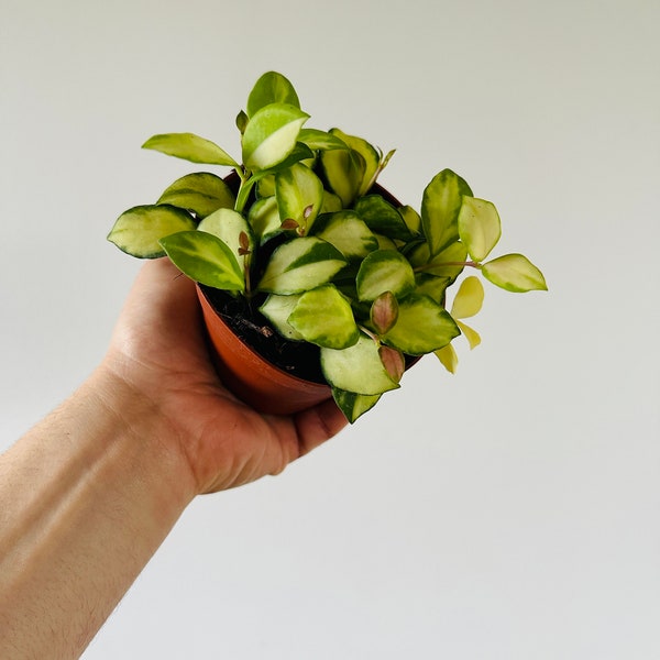 Hoya Heuschkeliana Variegata H21 - Caramel Hoya - Tropical Wax Plant - Live Plant in 3” or 4” Pot