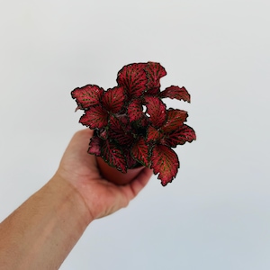 Fittonia Red Roses - Nerve Plant - Easy Plants - Beginner Plant - Live Houseplant in 3” Pot